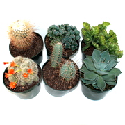 Cactus Assortment